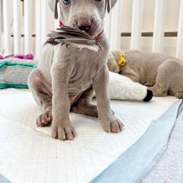 Puppy Boy - Silver gray male Weimaraner puppy in New Hartford, New York from Platinum Weimaraners