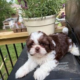 Akc Boy 2 - Liver and white male Shih Tzu puppy in Springfield, Missouri from Lopez Family Tails