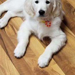 Golden Retriever Puppies from Hearts Of Gold Retrievers LLC
