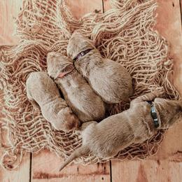 Dilute Retriever Puppies from Weathervane Labs