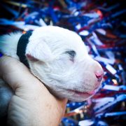 Coeus- Boy 3, eyebrow spots - White male Dogo Argentino puppy in San Diego, California from Debonair Dogos
