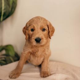 Theodore - Apricot male Goldendoodle puppy in Yukon, Oklahoma from Bows and Ties Doodles, LLC