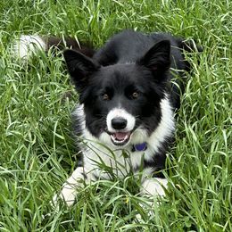 Lyric - Border Collie