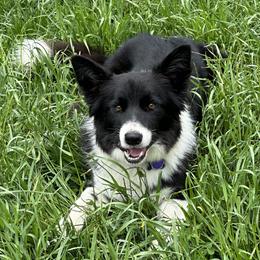 Lyric - Border Collie