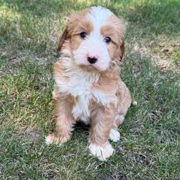 Blue collar boy - Red  male Goldendoodle puppy in Ridgewood, New Jersey from Jessie’s Doodles