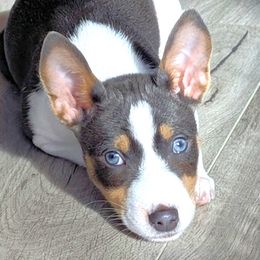 Basenji puppies from Basenji Puppies