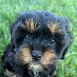 Fergus - Black and tan male Cavapoo puppy in Fayette County, Ohio from Happy Tails