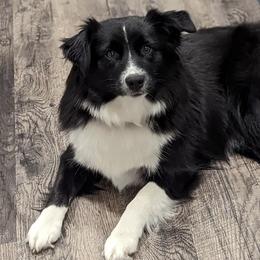 Miniature Australian Shepherds and Toy Australian Shepherds from AC Aussies