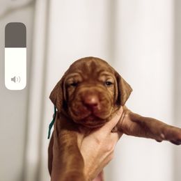Boy 1 - Golden rust Vizsla puppy in Grady, Alabama from Rebel Heart Vizslas
