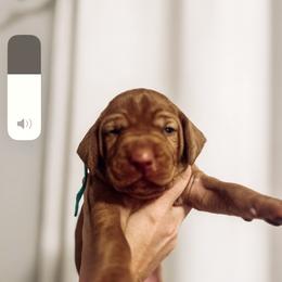 Boy 1 - Golden rust Vizsla puppy in Grady, Alabama from Rebel Heart Vizslas