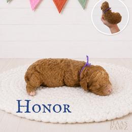 Honor - Cream female Goldendoodle puppy in Jerome, Michigan from Haaspawz