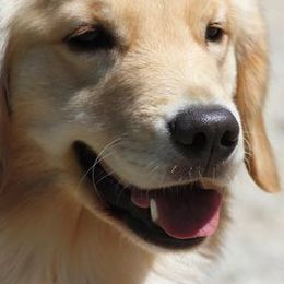 German Shepherds and Golden Retrievers from Von Der Raeuberbande German Shepherds