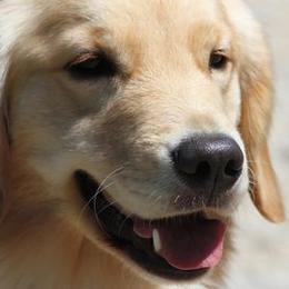 German Shepherds and Golden Retrievers from Von Der Raeuberbande German Shepherds