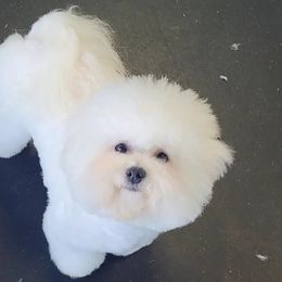 Bichon Frise Puppies from Charmed Bichons