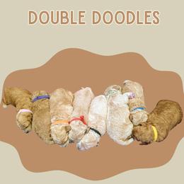 Double Doodle and Goldendoodle Puppies from Big Red Paw Doodles
