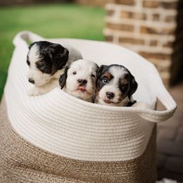 Bernedoodle Puppies from Cookie's Cuties