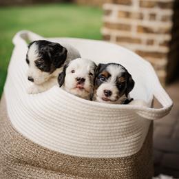 Bernedoodle Puppies from Cookie's Cuties