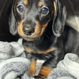 Black-Tan Female - Black and tan female Dachshund puppy in Newark, Ohio from Freyja’s Legacy Dachshunds
