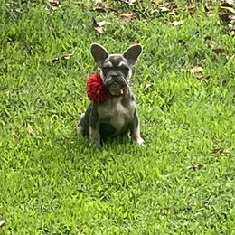 Tulip - Tricolors female French Bulldog puppy in Union City, Tennessee from West Tennesse Frenchies