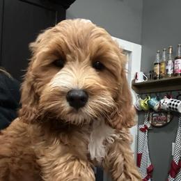 White collar (Lily) - Red  female Goldendoodle puppy in Cedar Springs, Michigan from Pecks Oodle Doodles