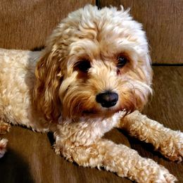 Lady - Cockapoo
