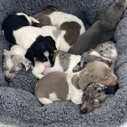 Dachshund Puppies from Our Sweet Dachshund Farm