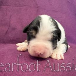 Girl 3 - Black tri-color female Australian Shepherd puppy in Lowell, Indiana from Bearfoot Aussies and Tollers