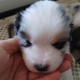 Bronze - Blue merle male Miniature American Shepherd puppy in Springfield, Missouri from Sunrock Kennel
