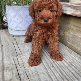 Texas - Red  male Poodle puppy in Port Arthur, Texas from Perfect Paw Kennel