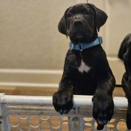 Boy 1 - Black male Cane Corso puppy in Lakeland, Florida from LunaLinks Cane Corsos
