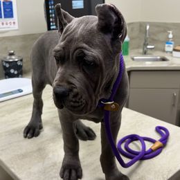 Blue Female - Gray female Cane Corso puppy in Las Vegas, Nevada from Campo Cane Corso