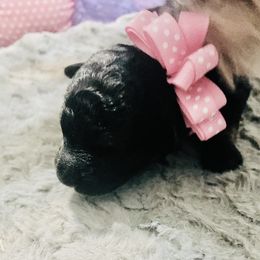 Aussiedoodle Puppies from Southern Paws AussieDoodles