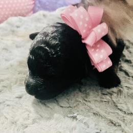 Aussiedoodle Puppies from Southern Paws AussieDoodles