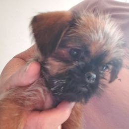 Kaylee - Belge female Brussels Griffon puppy in Nc, Florida from Brusseluv2