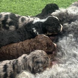 Bernedoodle puppies from Georgia mountain Bernedoodles