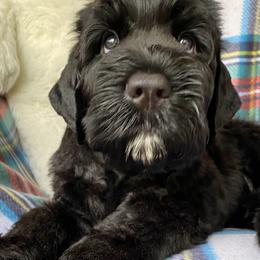 Boy 4 - Black male Black Russian Terrier puppy in Oklahoma from Ter’Avalon Kennel