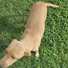 Blue Lacy Puppies from Red River Blue Lacys