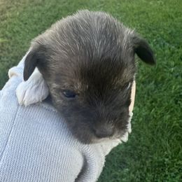 Félix - Parti male Miniature Schnauzer puppy in West Point, Nebraska from Canyon Rose Schnauzers