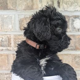 Canyon - Black and white Portuguese Water Dog puppy in Jacksonville, Florida from Filo House