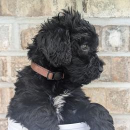 Canyon - Black and white Portuguese Water Dog puppy in Jacksonville, Florida from Filo House
