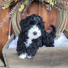 Female 3 - Black female Australian Labradoodle puppy in Aumsville, Oregon from Country Morning Labradoodles