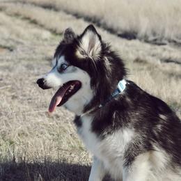 Crystal - Pomsky