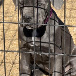 Girl 4 - Gray female Cane Corso puppy in Granbury, Texas from Revolutions Kennel