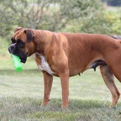 Elsa - Boxer