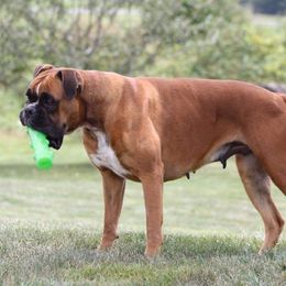 Elsa - Boxer