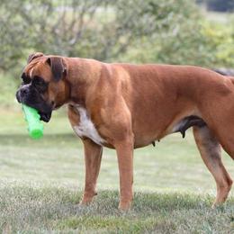 Elsa - Boxer
