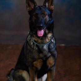 Dory - German Shepherd