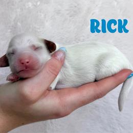 Rick - Parti male Goldendoodle puppy in St. George, Utah from Utah Mini Doodles