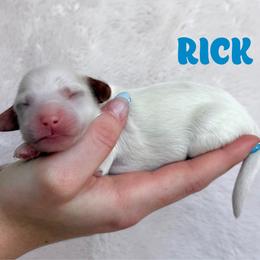 Rick - Parti male Goldendoodle puppy in St. George, Utah from Utah Mini Doodles