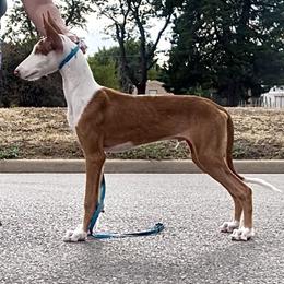 Boy 2 - Red and white male Ibizan Hound puppy in Oklahoma from Nevaeh Ibizan Hounds